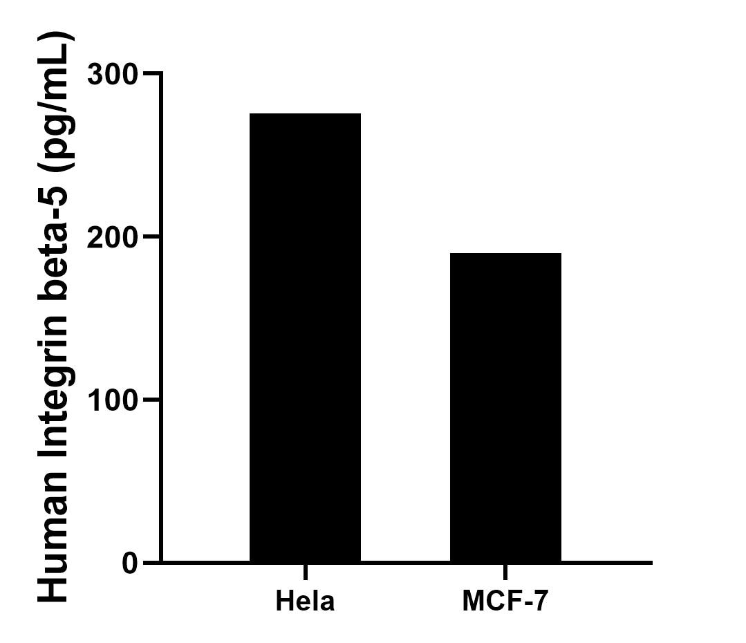 The mean Integrin Beta 5 concentration was determined to be 275.71 pg/mL in Hela cell extract based on a 2.8 mg/mL extract load and 190.06 pg/mL in MCF-7 cell extract based on a 3.1 mg/mL extract load.